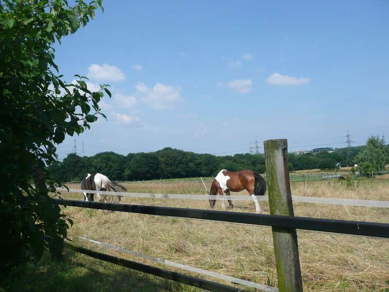 trotzdem viel Natur herum. Mehrfamilienhaus Bochum-Wattenscheid