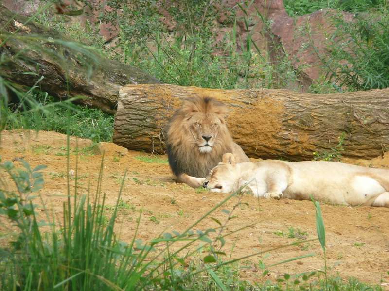 Zoom-Welt + Mehrfamilienhaus Bochum-Wattenscheid